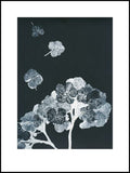 Black and Grey Hydrangea Limited Edition Print -30cm x 40cm